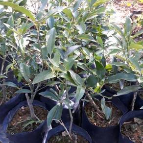 Benih Limau Kumquat
