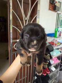Stray dog female