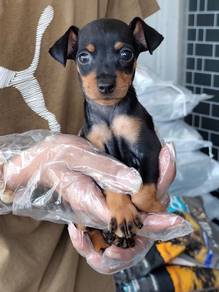 鼠鹿幼犬Miniature Pinscher Puppy