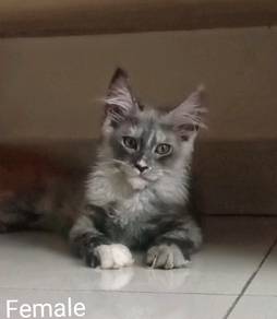 Maine Coon