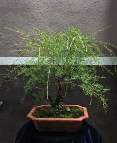 Bonsai (Cucur Atap) 
