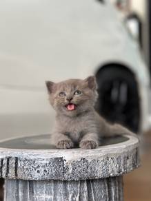 Non Standard Munchkin Bsh