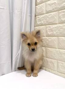 J0418 Pomeranian Thick Coat Puppy