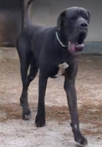 Great dane stud