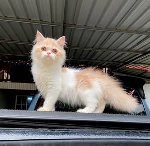 exotic Longhair for rehome