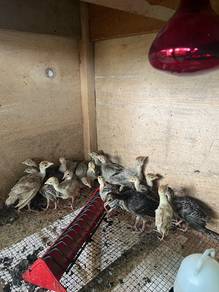 Ayam Turkey