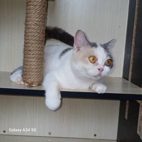 BSH/Purebreed Bsh female adult. 