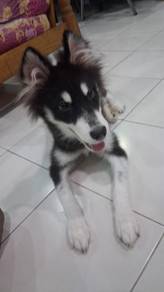 Dog for sale
