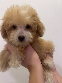 Tiny poodle