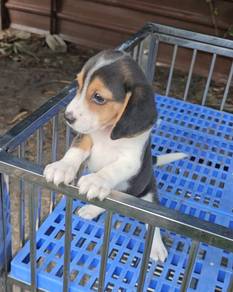 Beagle Puppy