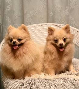 Male and Female Cream Colour Pomeranians For Sale
