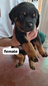 pure rottweiler 