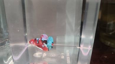 ikan laga , betta 