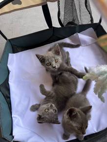 bsh for rehome