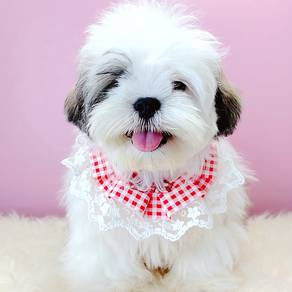 Shih Tzu