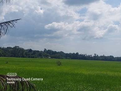 Agricultural Land in Merbok, KDH