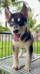 wooly husky