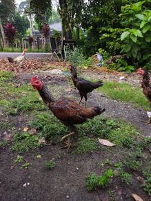 ayam sabung baka baik Roma sajat
