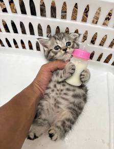 Bengal x britishorthair