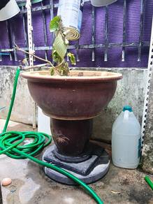 Pasu bunga