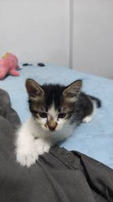 kitten adoption 