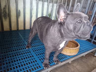 French Bulldog