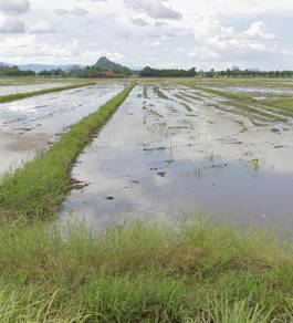 Agricultural Land in Kangar, PLS