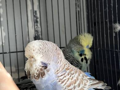 Budgie EB