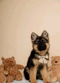 German Shepherd