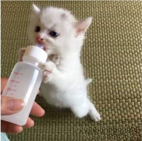 Botol Susu kucing murah