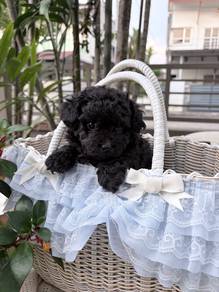 Tiny toy grey poodle