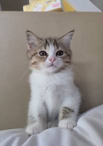 Ragdoll X Scottish Fold