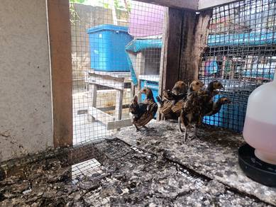 anak ayam batik gold