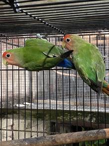 lovebirds pf