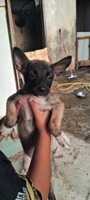 Belgian malinois 