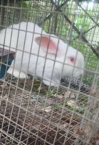 new zealand white rabbit arnab rabit