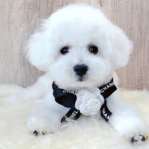 Maltipoo