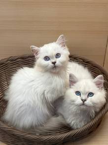 British Long Hair Cats for sale
