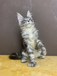 Maincoon sliver tabby
