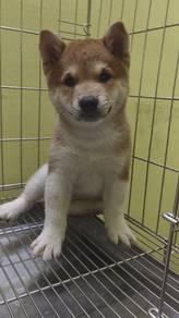 Shiba Inu puppy 
