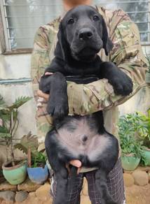 black labrador retriever 5
