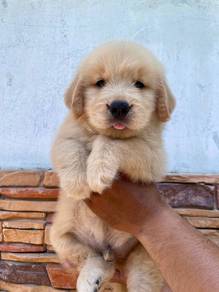 Golden Rettiver puppies 14