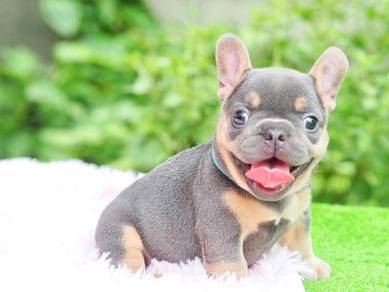 English Bulldog