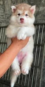 SIBERIAN HUSKY PUPPIES Sb221🌻 Male-Female