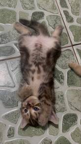 Kitten BSH+Marble