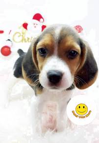 hhh_2000 Beagle puppy tri color