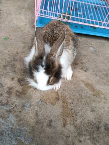 Rabbit