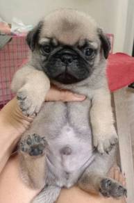 PUG PUPPIES 631🌻 REHOME Boy