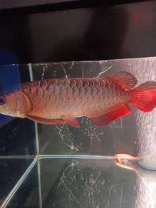 arowana@k3lisa