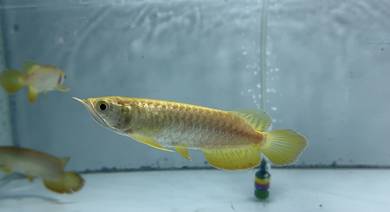 arowana mgbb